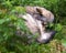 Wolf animal stock photos.  Wolf animal close-up profile view sleeping with a foreground and background foliage