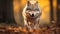 Wolf In Autumn: Photorealistic Portraiture Of A Running Canine