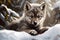 Wolf baby snow play. Generate Ai