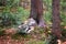 Wolf at bavarian forest national park