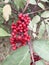 Wolf berries or goji  berries or daphne mezereum from famaly  Thymelaeaceae