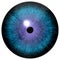 Wolf blue eye with purple round around black pupil