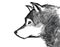 Wolf brush paint illustration black and white