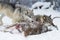 Wolf (Canis lupus) Looks Over Top of Body of White-Tail Deer Winter