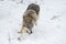 Wolf (Canis lupus) Makes Quick Turn While Running Winter