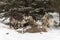 Wolf (Canis lupus) Pack Gathers Around White-Tail Deer Body Winter