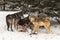 Wolf (Canis lupus) Pack Look Up From White-Tail Deer Body Winter