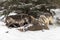 Wolf (Canis lupus) Pack Snarl at Each Other at White-Tail Deer Body Winter