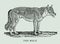 The wolf canis lupus in side view. Illustration