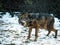 Wolf Canis lupus signatus growling