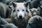 The wolf Canis lupus surrounded by a flock of sheep. Conceptual image