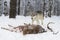 Wolf (Canis lupus) Trots to Body of White-Tail Deer Winter