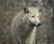 Wolf canus lupus grey and white hudson bay.