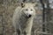 Wolf canus lupus grey and white hudson bay.