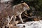 A wolf comes out from behind a tree lit by the sunPowerful predator gray wolf in the woods in early spring