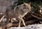 A wolf comes out from behind a tree lit by the sunPowerful predator gray wolf in the woods in early spring