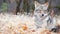 Wolf coyote or coywolf portrait, head face and eyes. Autumn fall forest wildlife