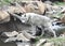 Wolf Crossing a Mountain Stream