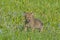 Wolf cub in Montana meadow