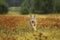 Wolf cub running in blossom grass Wolf from Finland. Gray wolf, Canis lupus, in the summer meadow. Wolf in the nature habitat.