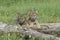 Wolf cubs