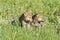 Wolf cubs in spring meadow