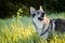 Wolf dog in field at sunset