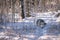 Wolf dog in snowy winter forest.