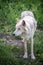 Wolf dog at the Yamnuska Sanctuary