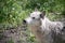 Wolf dog at the Yamnuska Sanctuary