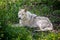 Wolf dog at the Yamnuska Sanctuary