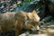 Wolf drinking water from pond