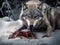 Wolf eating