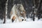 Wolf eating meat in the snow
