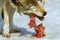 Wolf eats meat