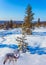 Wolf on the edge of forest