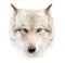 Wolf face on white background