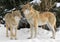 Wolf family Canis lupus in forest in winter