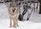 The wolf female wolf is deliciously licked, a beautiful animal under snowfall. Powerful predator