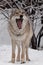 A wolf female wolf is yawning with its big mouth, a beautiful animal under snowfall. Powerful predator