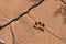 Wolf footprint in desert