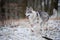 Wolf in forrest in winter