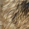 Wolf fur texture to background