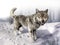 Wolf growling standing on snow.