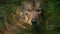 Wolf Growls In Forest Closeup
