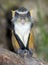 Wolf guenon monkey, africa big eyed gremlin