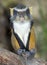 Wolf guenon monkey, africa big eyed gremlin