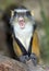 Wolf guenon monkey, africa big eyed gremlin