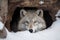 wolf hiding in snowy cave, with only its eyes peeking out