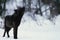 Wolf Howling in Snow